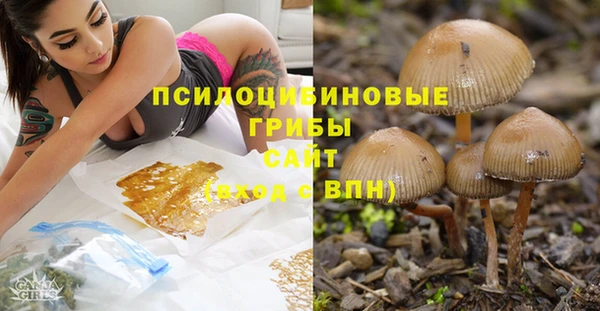 прущие грибы Нефтекумск